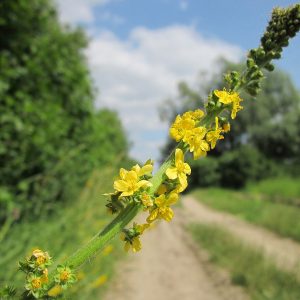 Agrimony