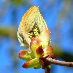 Chestnut Bud