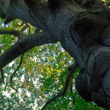 Découvrez la sylvothérapie : l’art du ressourcement en forêt.