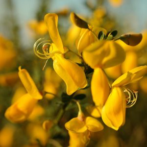 Gorse