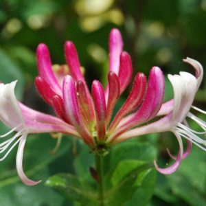 Honeysuckle