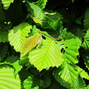 Hornbeam