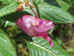 fleur de bach impatiens 18