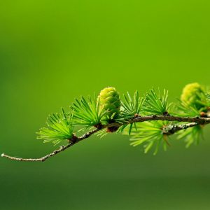 Larch