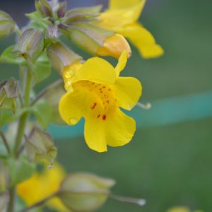 Mimulus