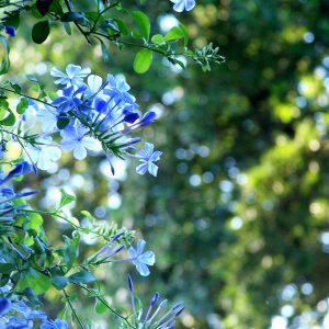 Plumbago