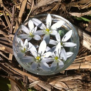 Star of Bethlehem