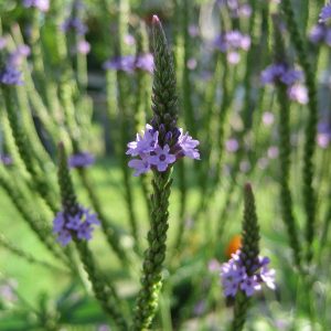 Vervain