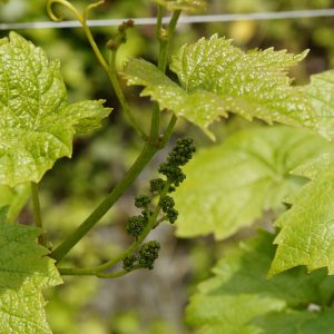 Vine