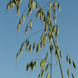 Wild Oat