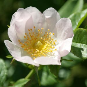 Wild Rose