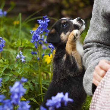 Les fleurs de Bach pour le bien être de nos animaux