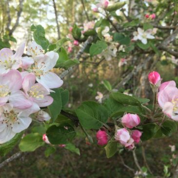 7 fleurs de Bach pour lutter contre les émotions négatives liées au coronavirus