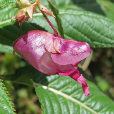 Fleur de Bach IMPATIENS 18