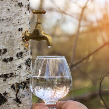 Sève de bouleau : LA cure détox de fin d’hiver