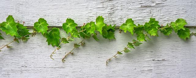 peut-on prendre plusieurs fleurs de Bach